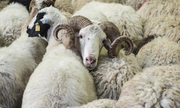 Kurban Bayramı Mesajı