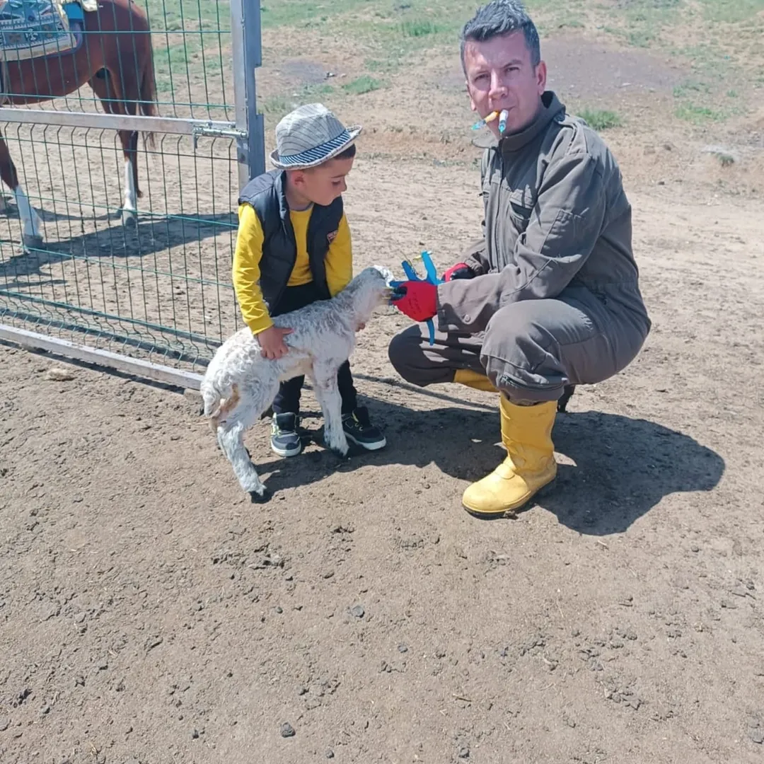 Koyun ve Keçi Türü Hayvanların Küpelenmesi